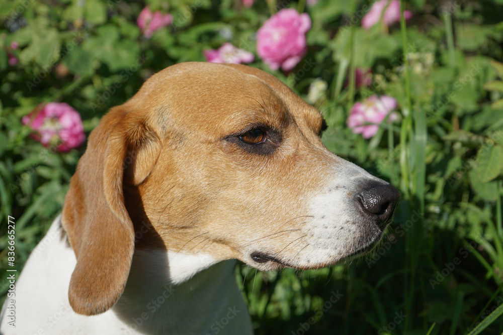 Beagle dog sitting in roses