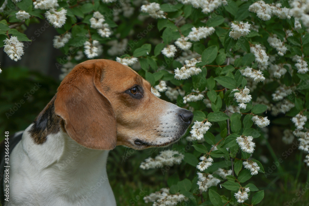 Beagle dog portrait sitting in white flowers