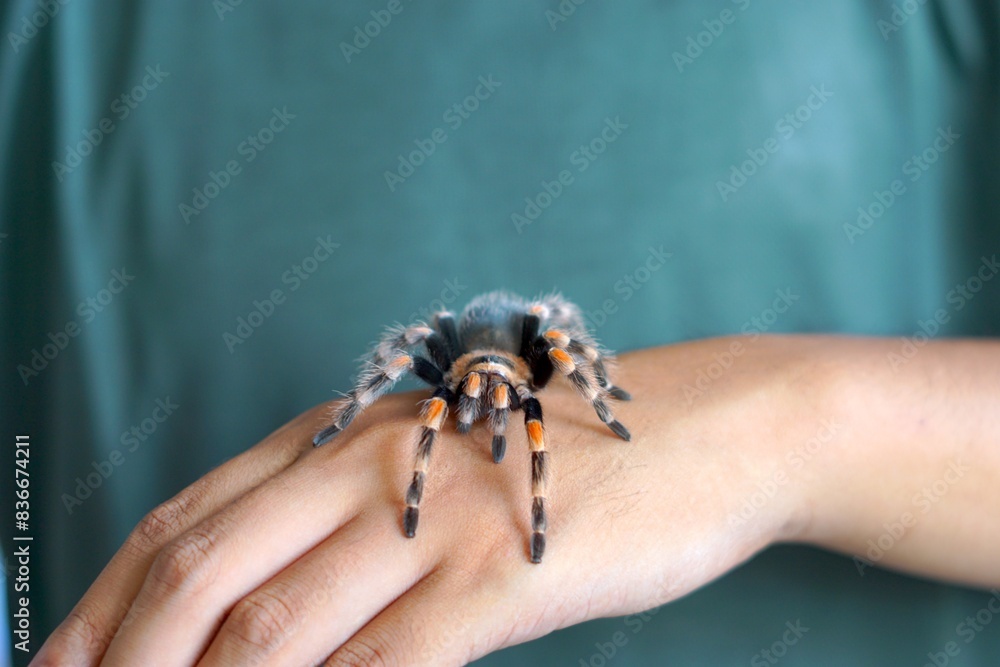 Holding Brachypelma boehmi tarantula by hand Holding Brachypelma boehmi tarantula by hand