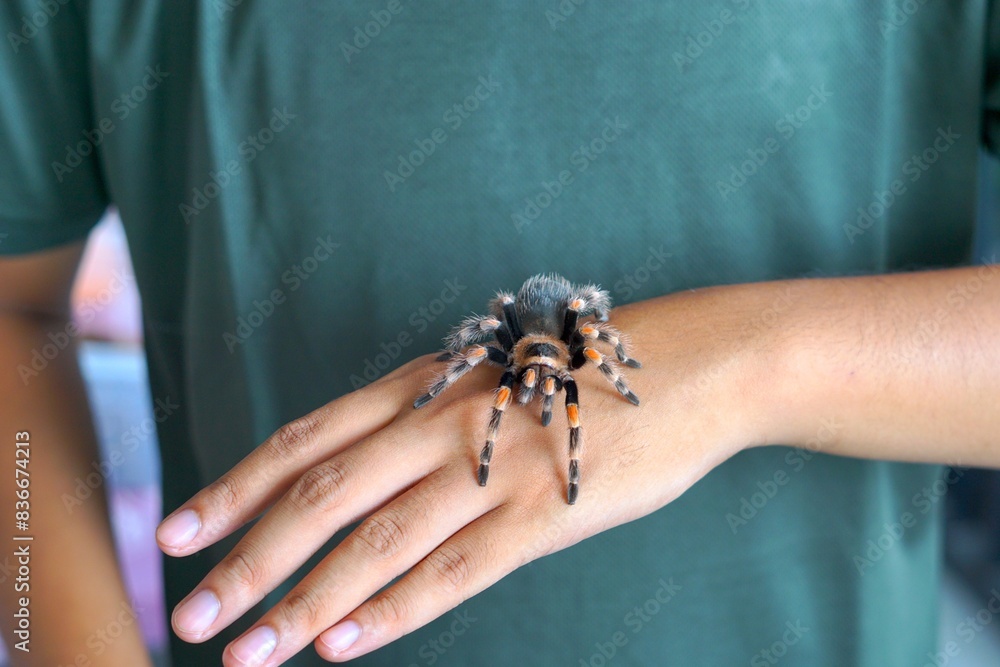 Obraz premium Holding Brachypelma boehmi tarantula by hand