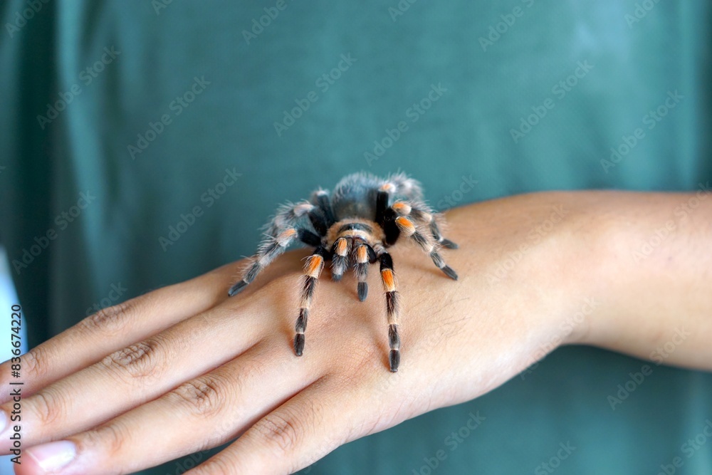 Holding Brachypelma boehmi tarantula by hand Holding Brachypelma boehmi tarantula by hand