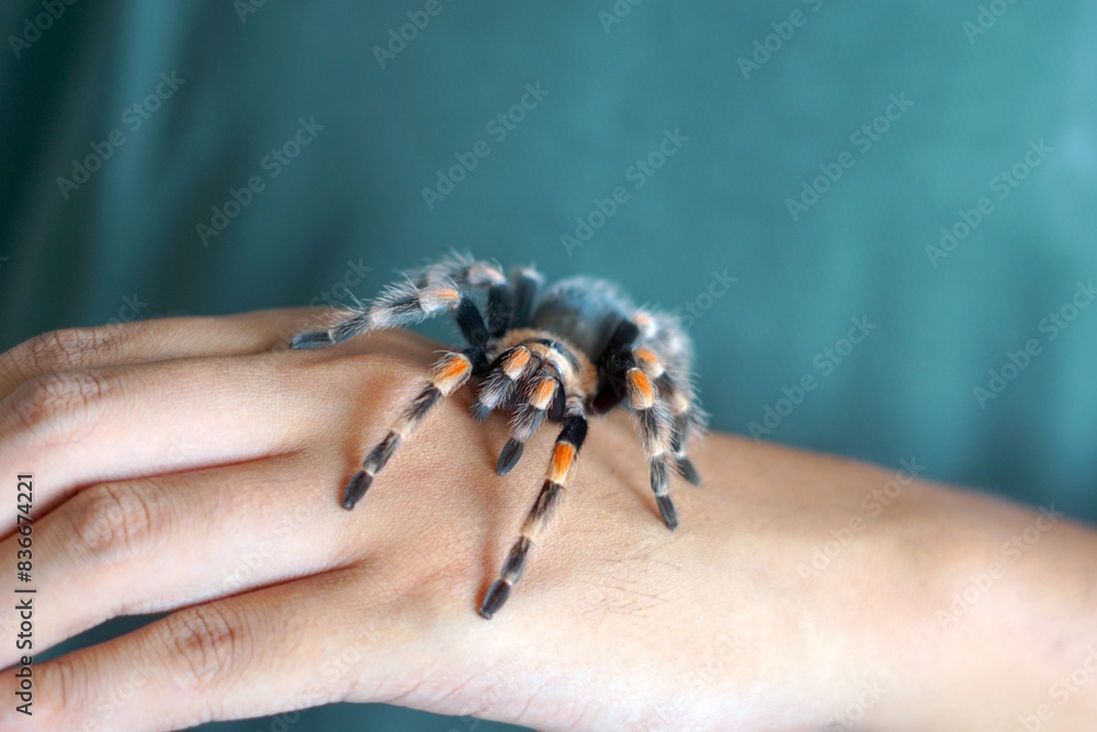 Obraz premium Holding Brachypelma boehmi tarantula by hand