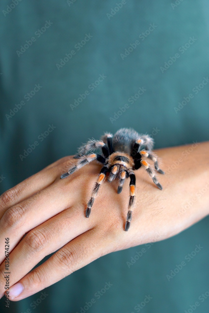 Obraz premium Holding Brachypelma boehmi tarantula by hand