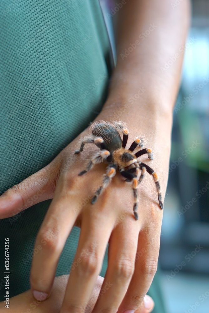 Obraz premium Holding Brachypelma boehmi tarantula by hand