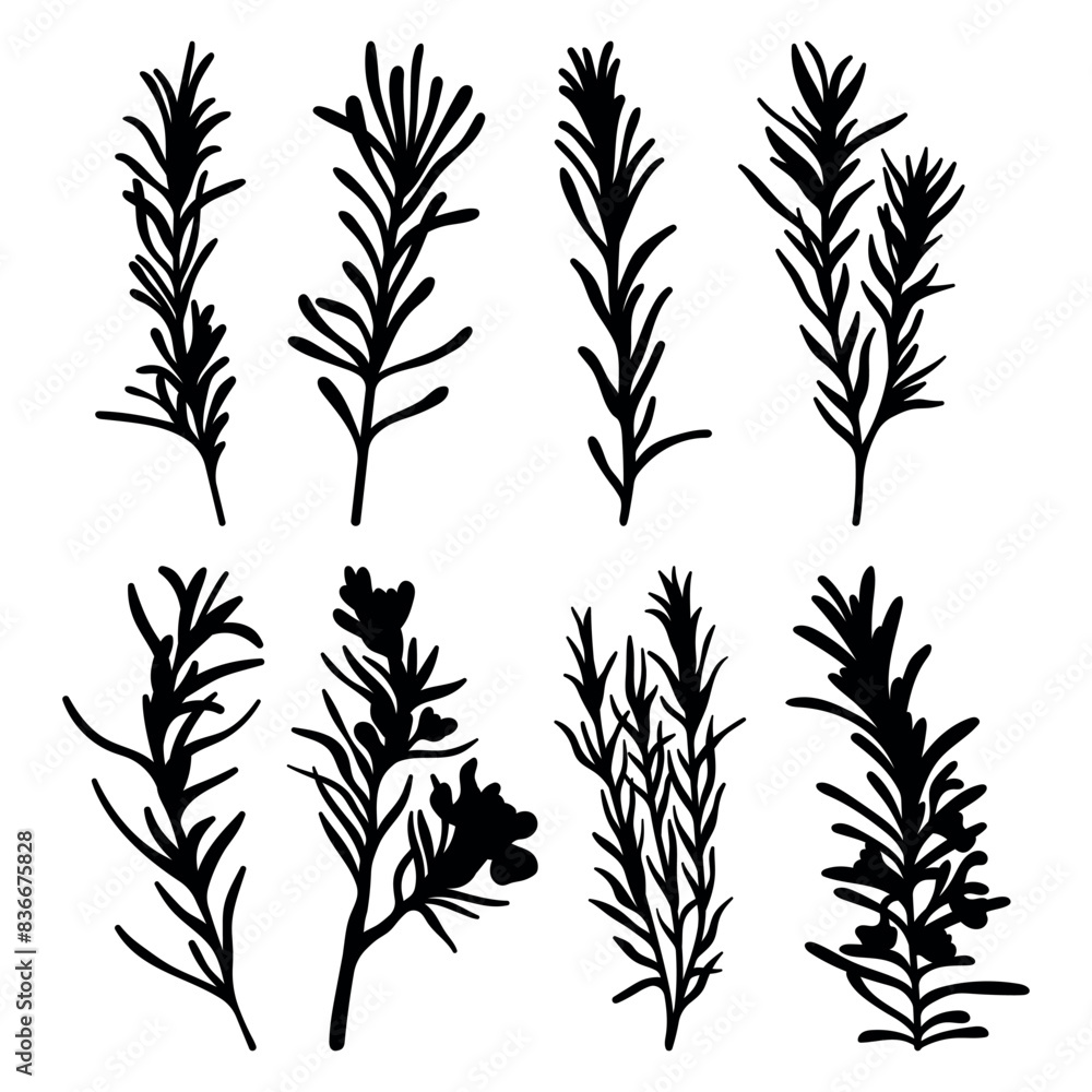 Rosemary silhouette herbs stencil templates Rosemary silhouette herbs stencil templates