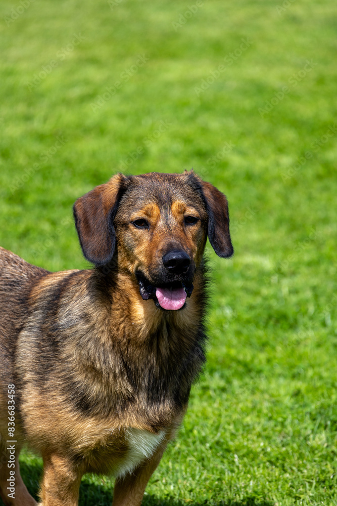 A brown and white dog is standing in a green field A brown and white dog is standing in a green field
