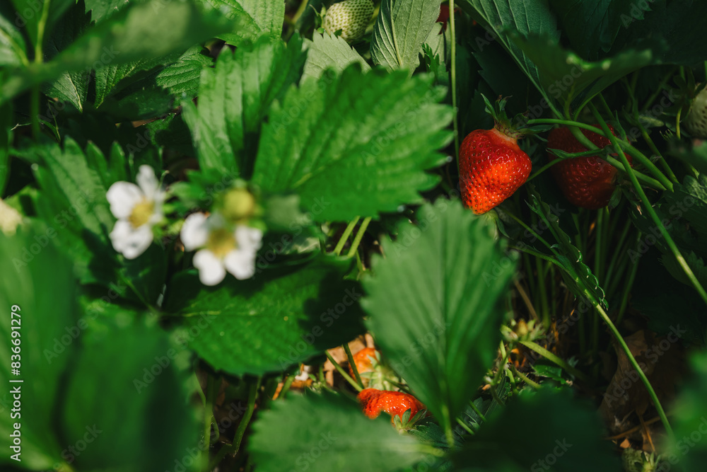 growing strawberries in a greenhouse, picking and harvesting fruits, organic farming growing strawberries in a greenhouse, picking and harvesting fruits, organic farming