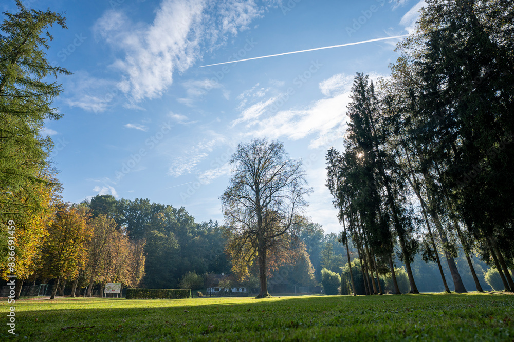Obraz premium a park scene in autumn with trees on either side and blue sky in the background