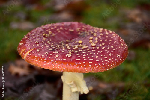 Primer plano de un hermoso hongo amanita muscaria rojo entre la hierba y las hojas de otoño