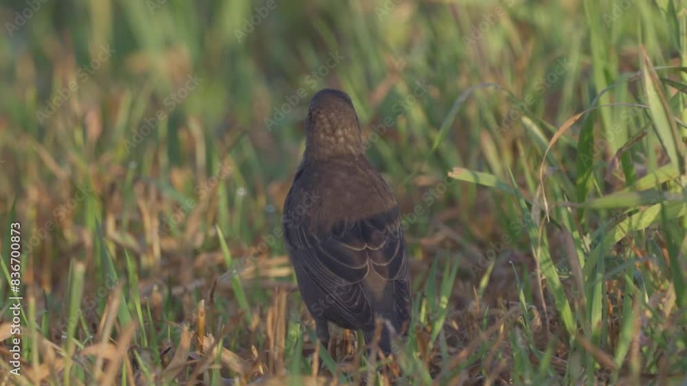 A young common starling stands on a lawn in green grass and squeaks.. Slow motion. Wild nature. Close up. A young common starling stands on a lawn in green grass and squeaks.. Slow motion. Wild nature. Close up.