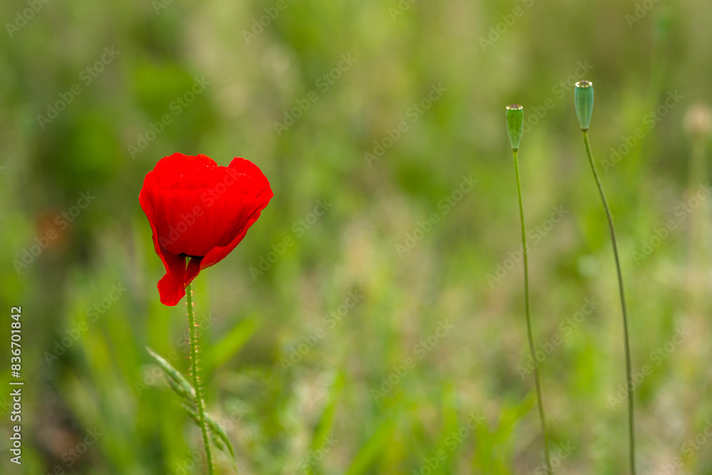 Obraz premium eine Mohnblume auf einer grünen Wiese
