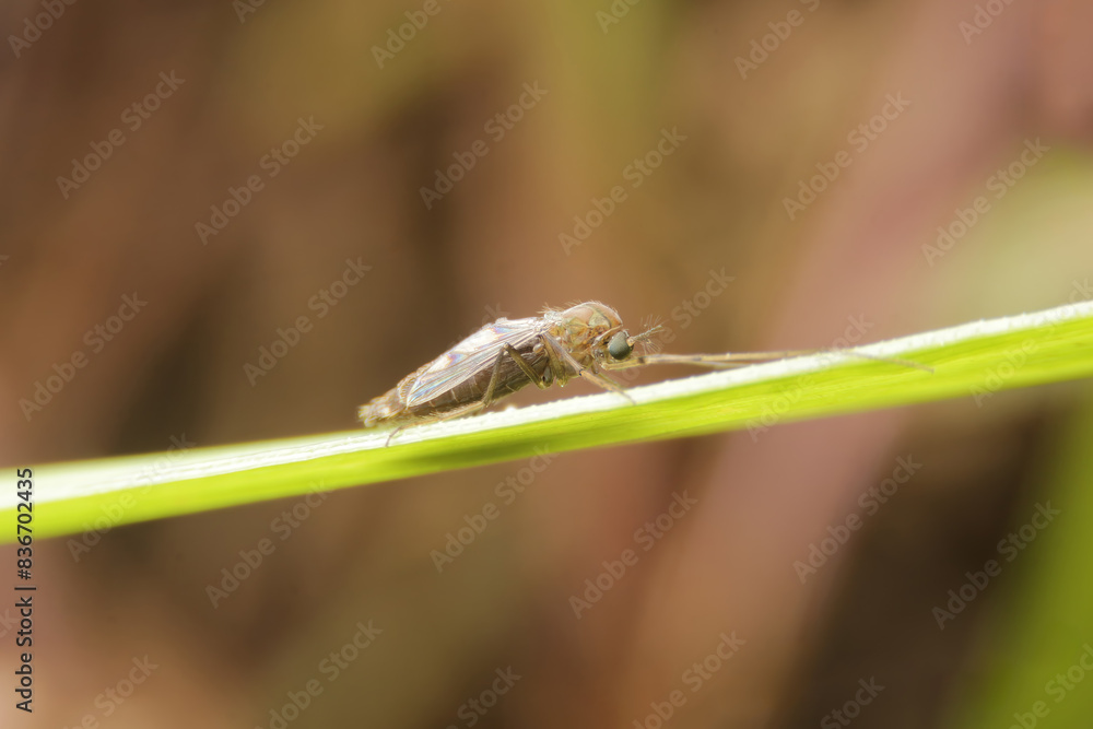 Female mosquitoes at night Causes of dengue fever Female mosquitoes at night Causes of dengue fever