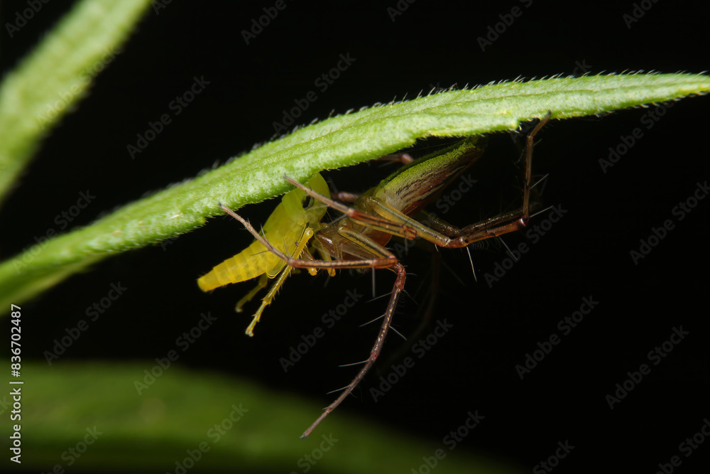 Striped lynx spider eating Leafhopper, Oxyopes salticus Striped lynx spider eating Leafhopper, Oxyopes salticus