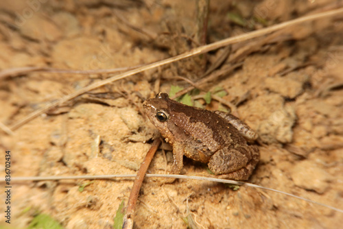 Fotografia Painted chorus frog, Microhyla butleri, Butler's Froglet