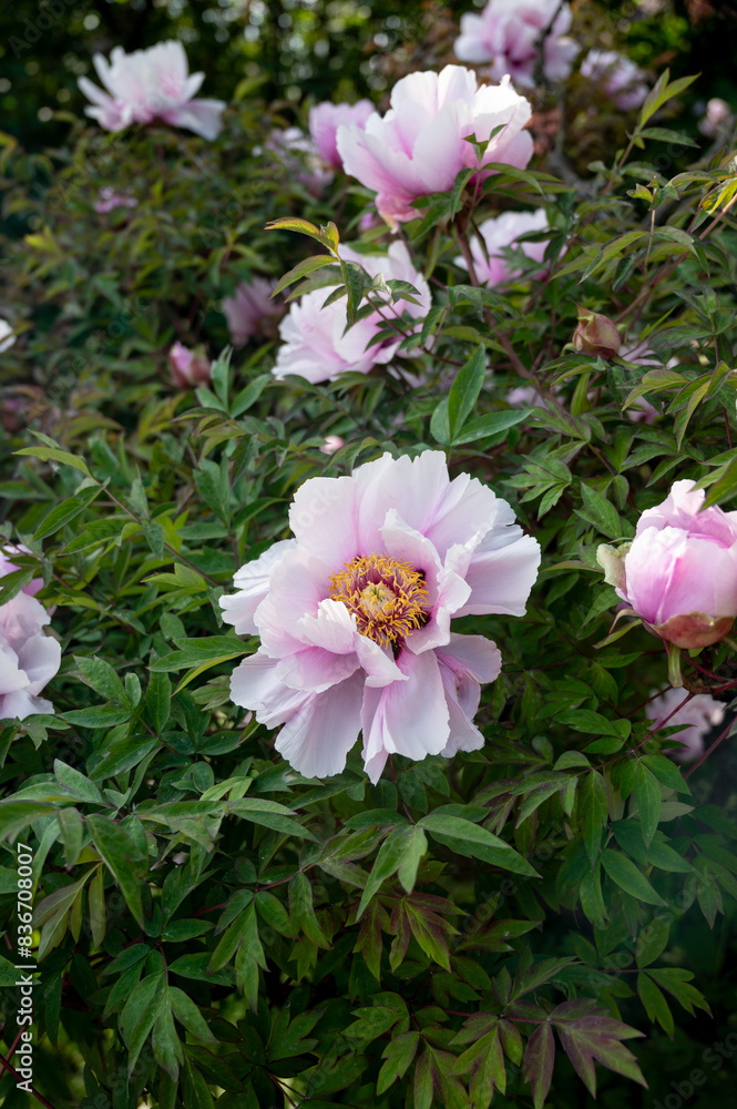 Fototapeta premium Beautiful flower peonies close-up blooming in a peony garden. Nature.