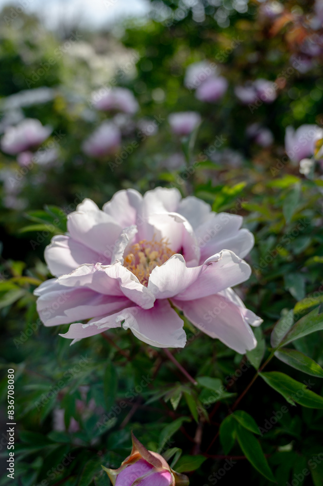Beautiful flower peonies close-up blooming in a peony garden. Nature. Beautiful flower peonies close-up blooming in a peony garden. Nature.
