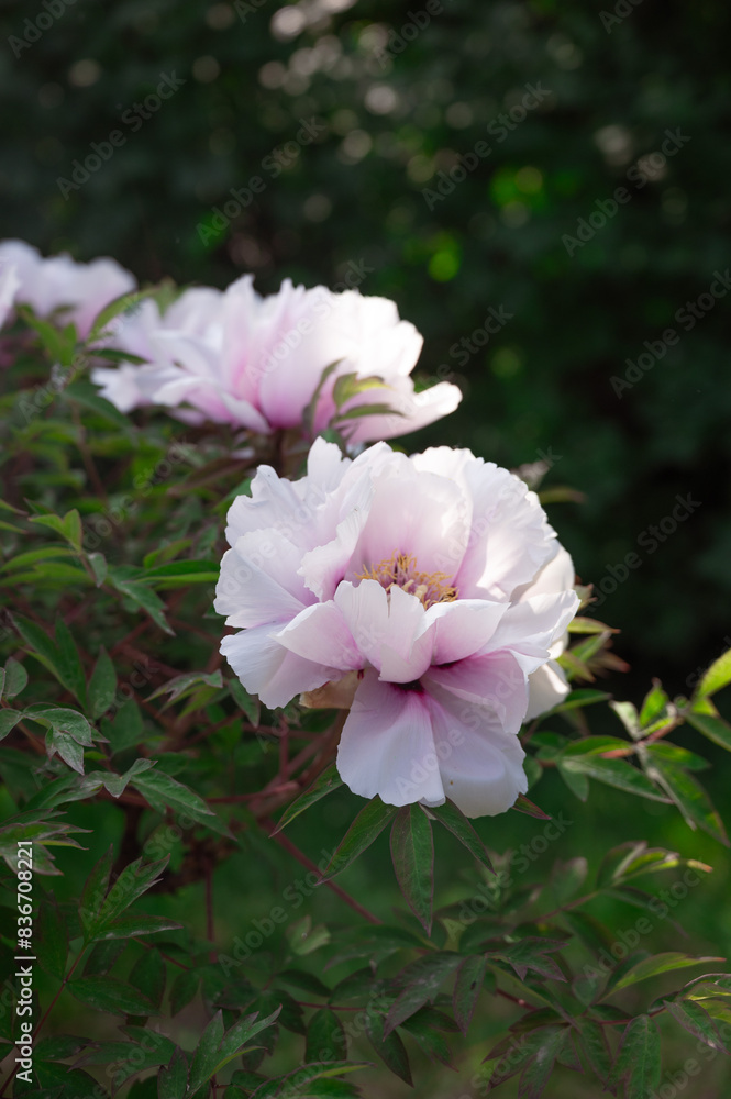 Beautiful flower peonies close-up blooming in a peony garden. Nature. Beautiful flower peonies close-up blooming in a peony garden. Nature.