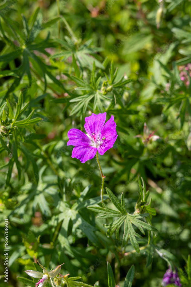 Magnificent cranesbill flowers in the garden Magnificent cranesbill flowers in the garden