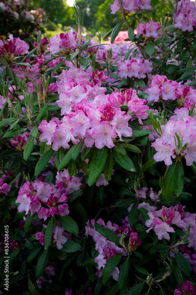 Blooming Pink Rhododendron (Azalea), close-up Blooming Pink Rhododendron (Azalea), close-up