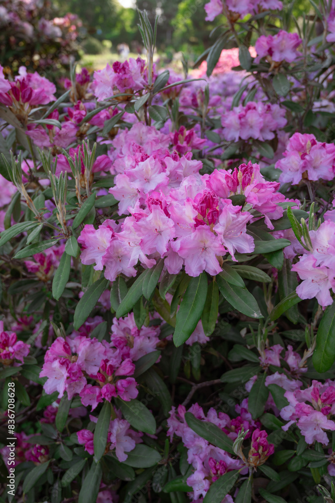 Blooming Pink Rhododendron (Azalea), close-up Blooming Pink Rhododendron (Azalea), close-up