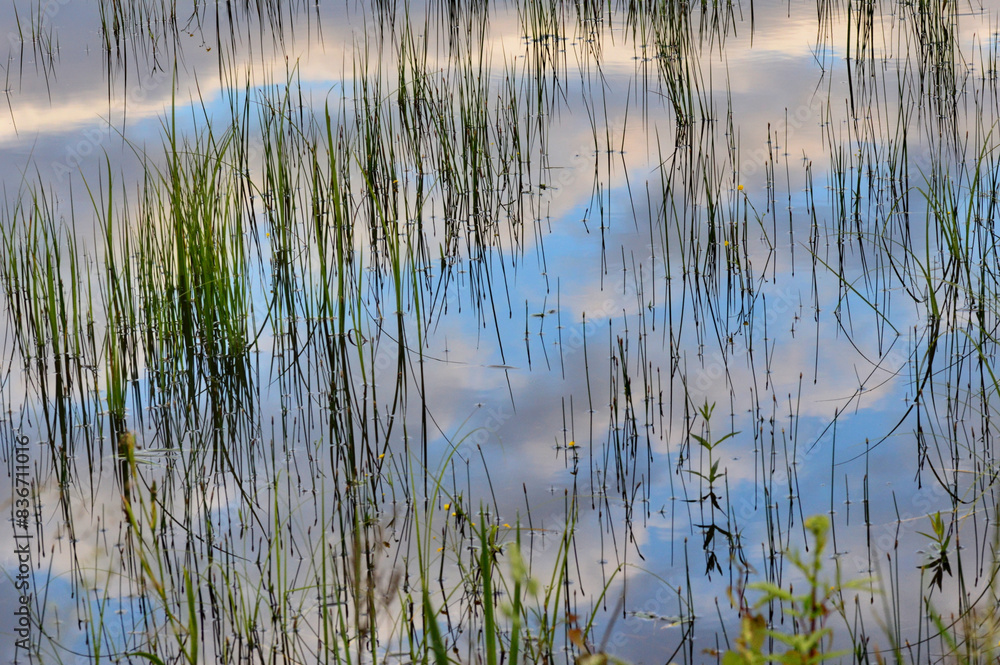 Grass in water reflecting a cloudy sky Grass in water reflecting a cloudy sky