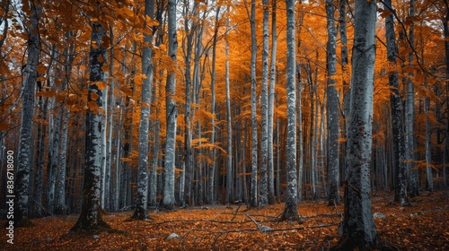 A tranquil forest displaying trees in different autumnal phases 