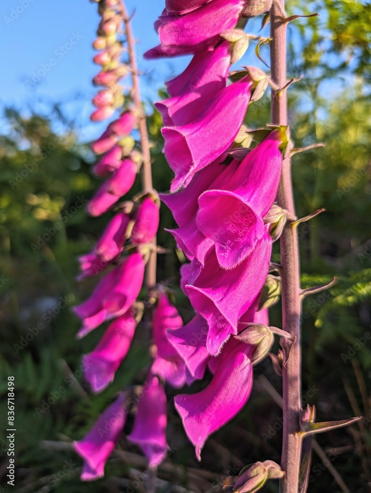 closeup of delicate purple pink flower, wildflowers and nature background, seasonal flora, spring, summer