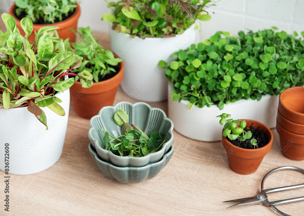 Indoor Herb Garden Kit With Fresh Green Plants Indoor Herb Garden Kit With Fresh Green Plants