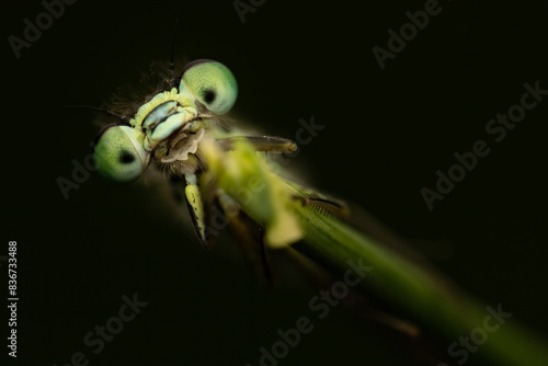 Frontal portrait of a female blue-tailed damselfly (Ischnura elegans), Netherlands