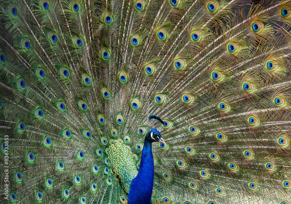 Obraz premium Full frame colorful portrait of male peacock, showing of it's tail feathers.