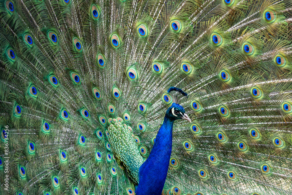 Fototapeta premium Full frame colorful portrait of male peacock, showing of it's tail feathers.