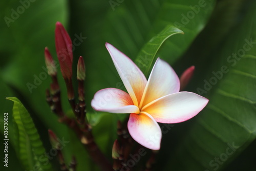 Wallpaper Mural frangipani flower Torontodigital.ca