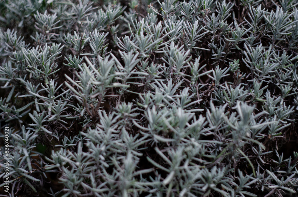 The texture of the leaves of a decorative bush The texture of the leaves of a decorative bush
