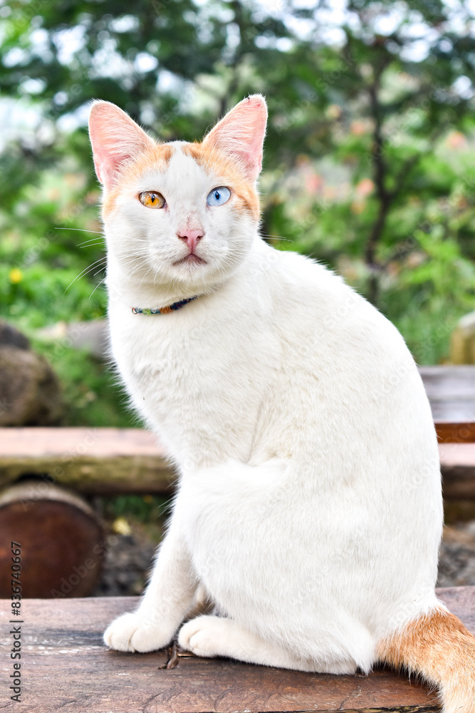 White Stray Cat with Different Eye Color White Stray Cat with Different Eye Color