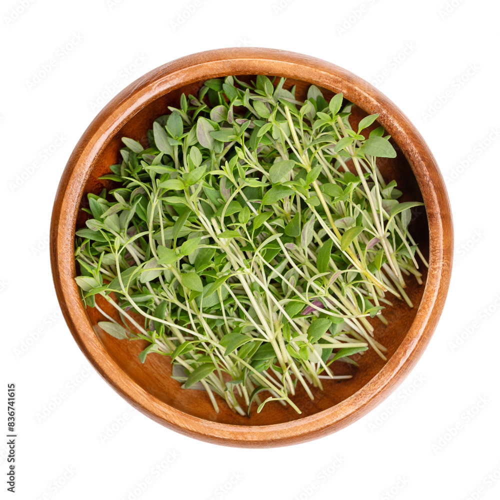 Fresh thyme sprigs, in a wooden bowl. Green twigs of Thymus vulgaris, a medicinal and culinary herb, also grown as ornamental plant. Isolated, close-up, from above, on white background, food photo. Fresh thyme sprigs, in a wooden bowl. Green twigs of Thymus vulgaris, a medicinal and culinary herb, also grown as ornamental plant. Isolated, close-up, from above, on white background, food photo.