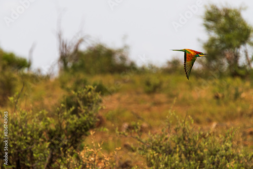 African safary colorful flying bird