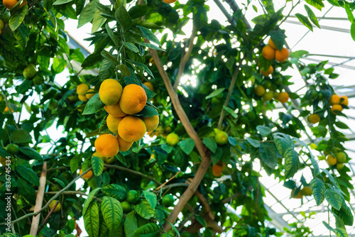  Clementines on a fruit tree