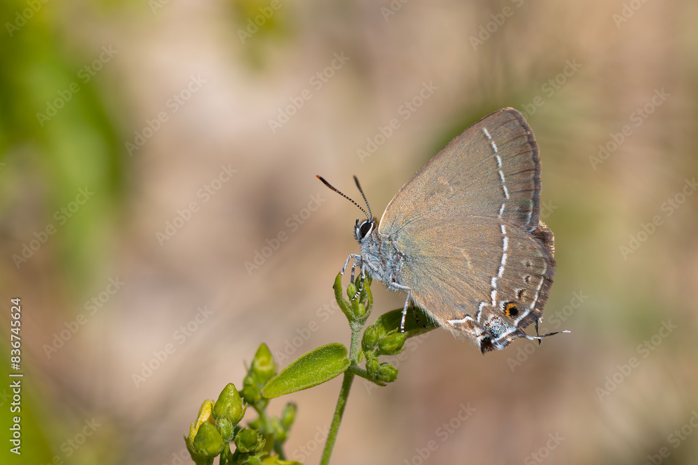 brown butterfly on plant, Riley's Hairstreak, Satyrium marcidum brown butterfly on plant, Riley's Hairstreak, Satyrium marcidum