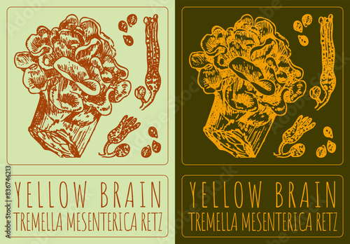 Vector drawing YELLOW BRAIN. Hand drawn illustration. The Latin name is TREMELLA MESENTERICA RETZ