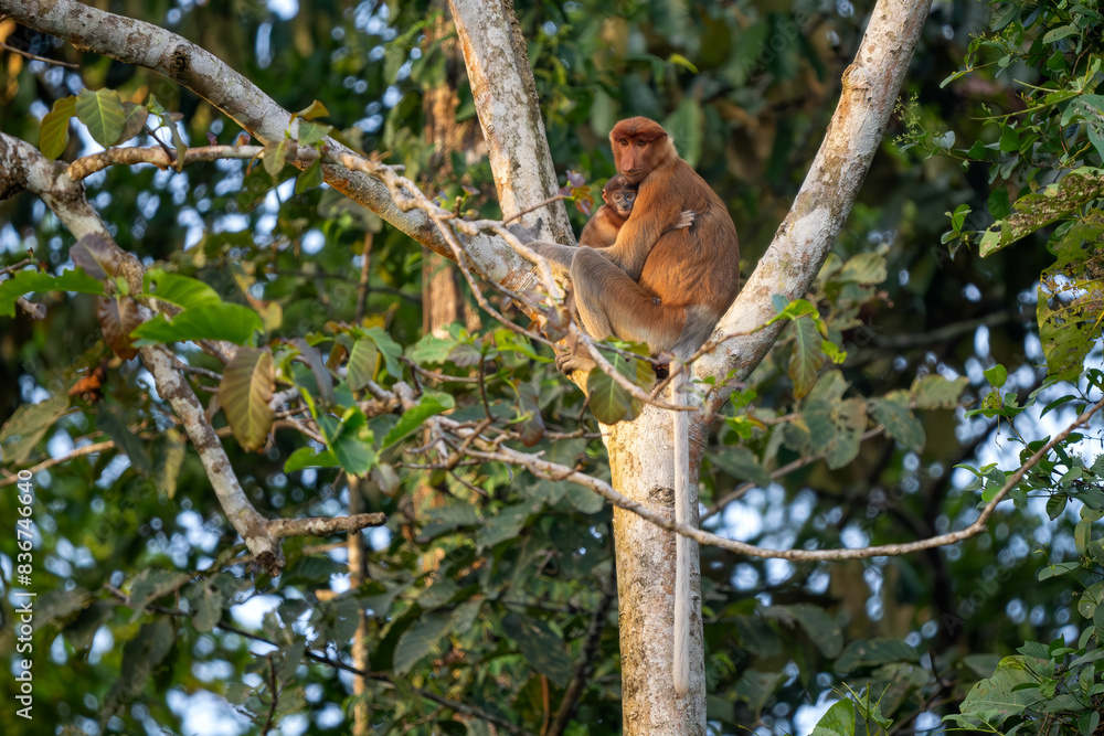 Fototapeta premium Proboscis Monkey - Nasalis larvatus, beautiful unique primate with large nose endemic to mangrove forests of the southeast Asian island of Borneo.