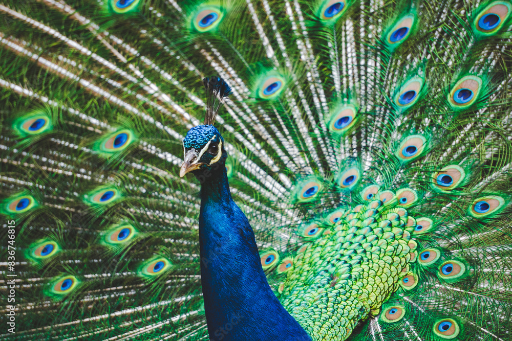 Obraz premium majestic peacock