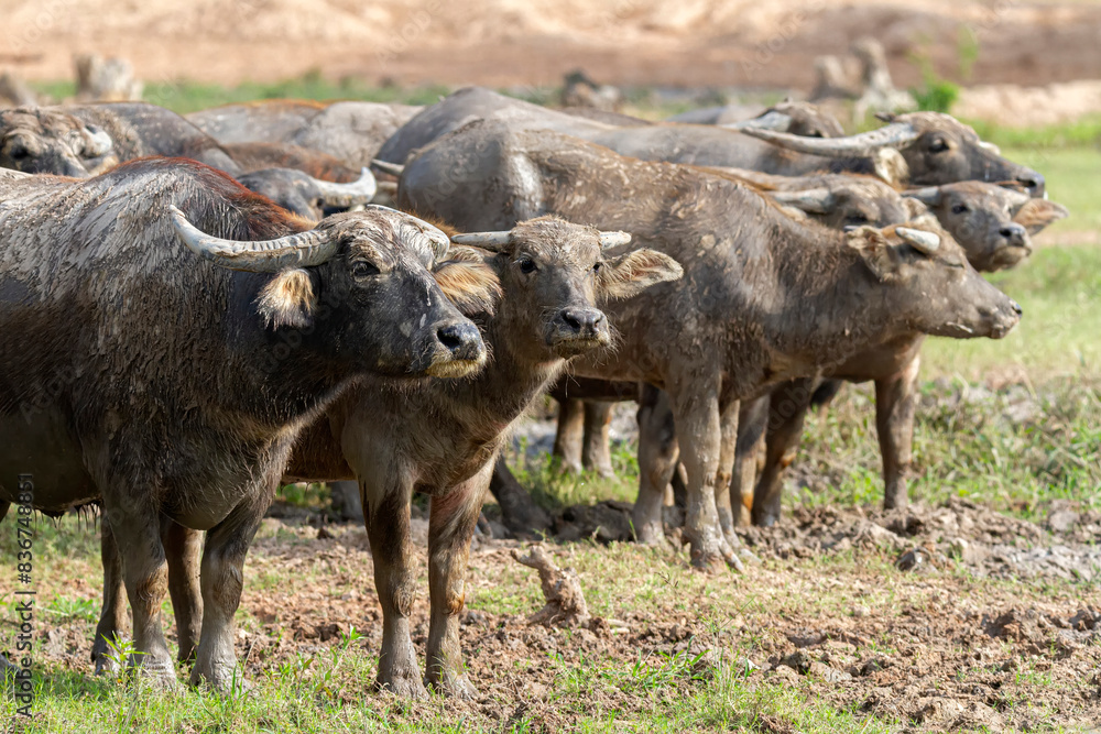 Herd of Water Buffalo in Field Herd of Water Buffalo in Field