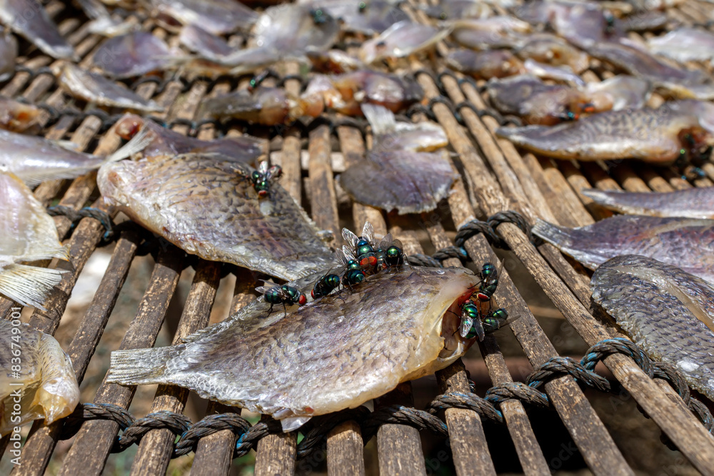 Flies on Dried Fish Flies on Dried Fish