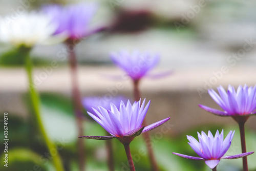 Blooming Purple Water Lilies