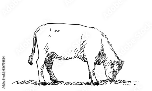 Grazing cow hand drawn illustration isolated, Vector sketch of farm animal eating grass