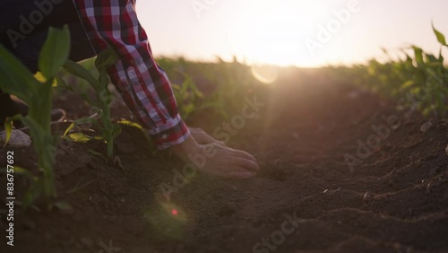 Farmer fertilizes soil in beds to increase yield. Close up of female farmer's hands touching dry soil in an agricultural field. photo