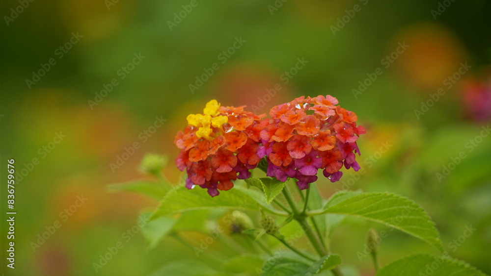 Close-up of Lantana camara flower Close-up of Lantana camara flower