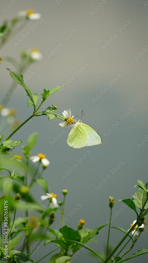 Close-up of Catopsilia pomona butterfly sucking nectar on a natural background Close-up of Catopsilia pomona butterfly sucking nectar on a natural background