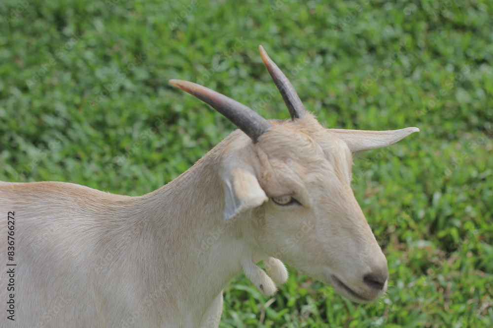 close up of a goat close up of a goat