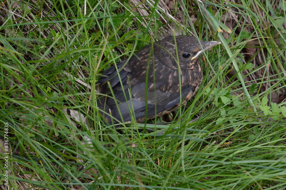 Obraz premium giovane tordo